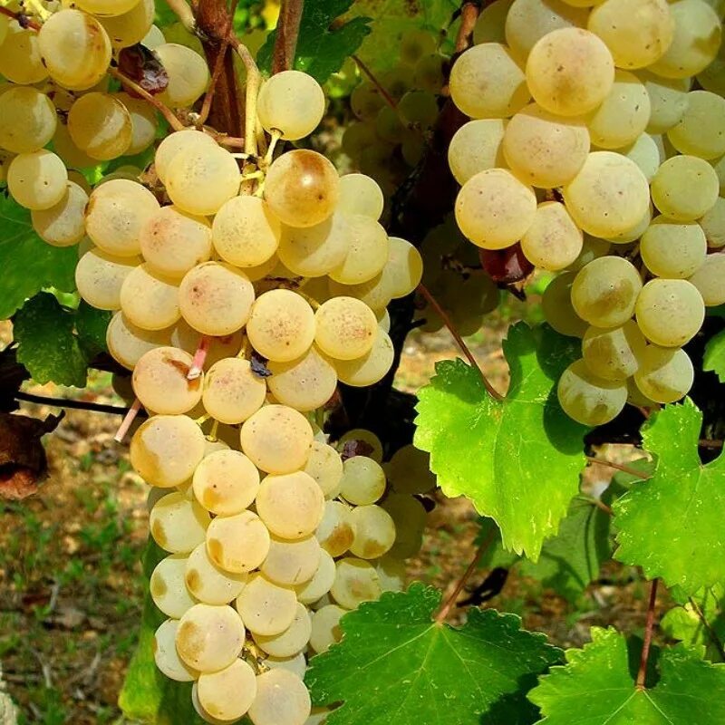 сорт винограда мускат белый