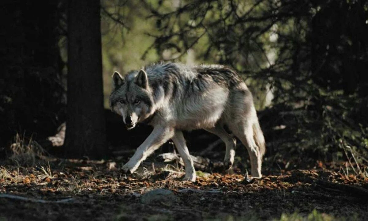 Волк выходит ночью. Волк в лесу. Встреча с волком в лесу. Дикие животные волк.