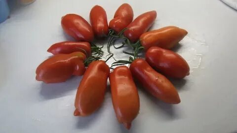 Минусинский кистевой томат отзывы