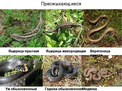 Сравнение гадюки и ужа сходство и различия