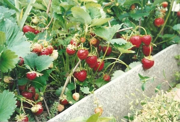 Грядки для клубники разных сортов. Земляника рядом с клубникой. Земляника переопыление. Что можно сажать рядом с клубникой