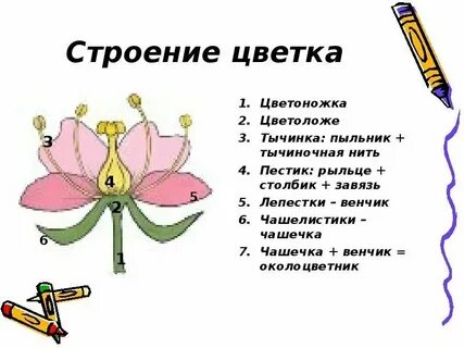 Охарактеризуйте строение цветка и выполняемые им функции