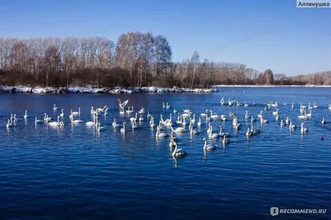 Где лебединое озеро