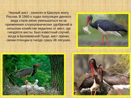Черный занесен в красную книгу