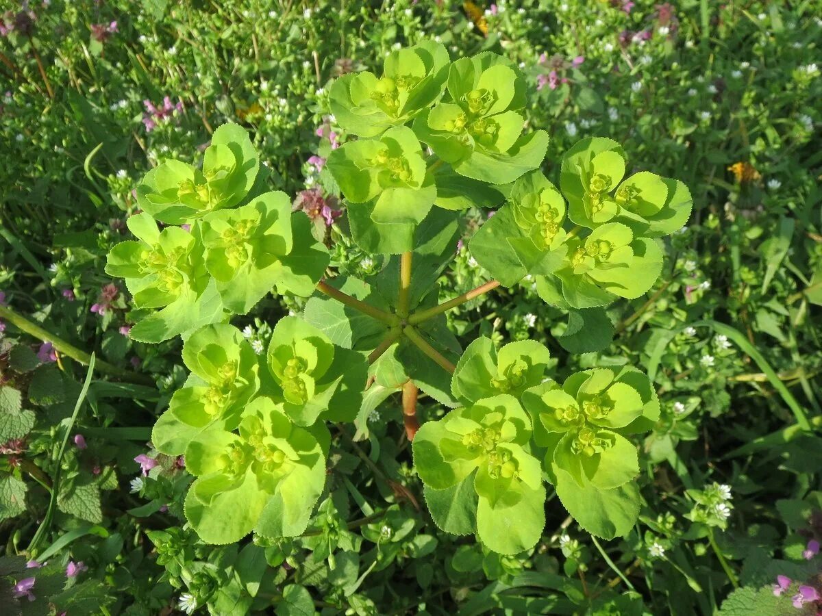 Сорняк молочай. Молочай-солнцегляд. Молочай Вальдштейна. Euphorbia helioscopia молочай солнцегляд. Молочай Вальдштейна сорняк.