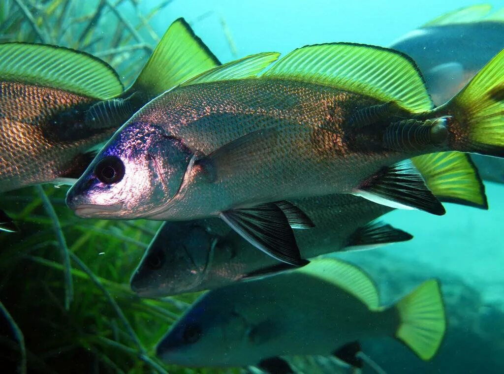 Черный горбыль рыба черное море. Бородатый горбыль. Горбыль темный черноморский. Горбыль рыба черное море. Горбыль рыба черное море.