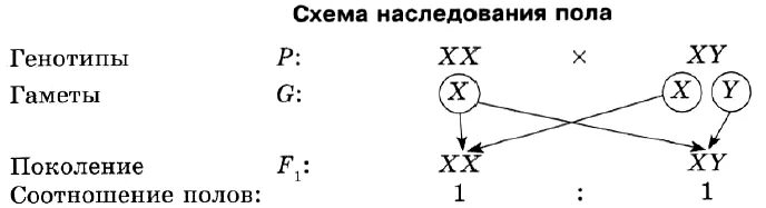 Какие вам известны механизмы определения пола. Хромосомное определение пола у человека схема. Генетическая схема хромосомного определения пола у человека. Схема наследования пола человека. Схема хромосомного механизма определения пола.