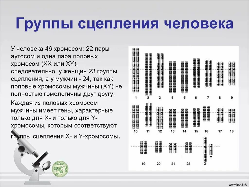 Сколько генов у мужчин