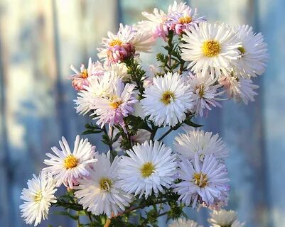 Поздние цветы (112 фото) .