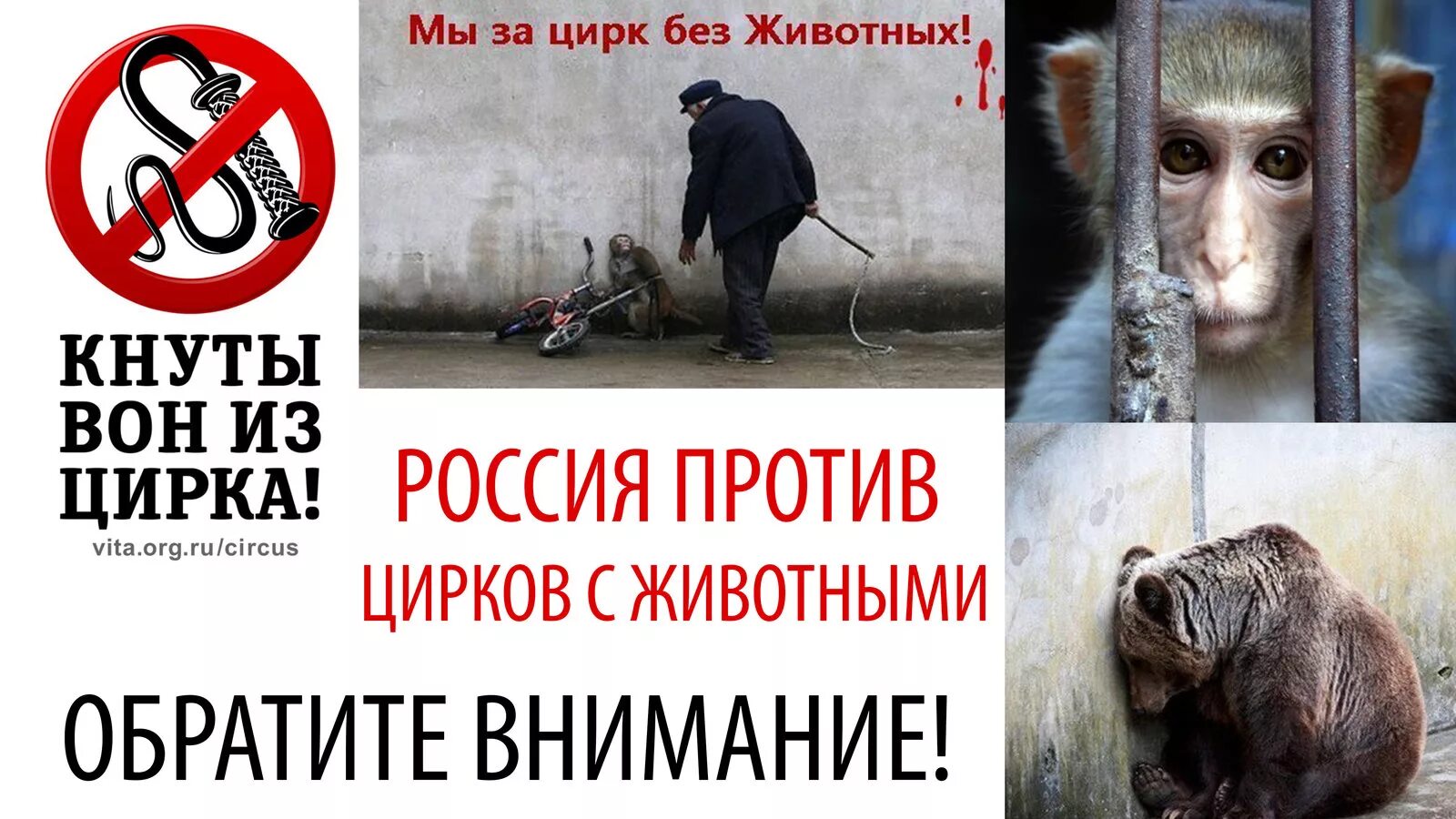 Петиции о животных