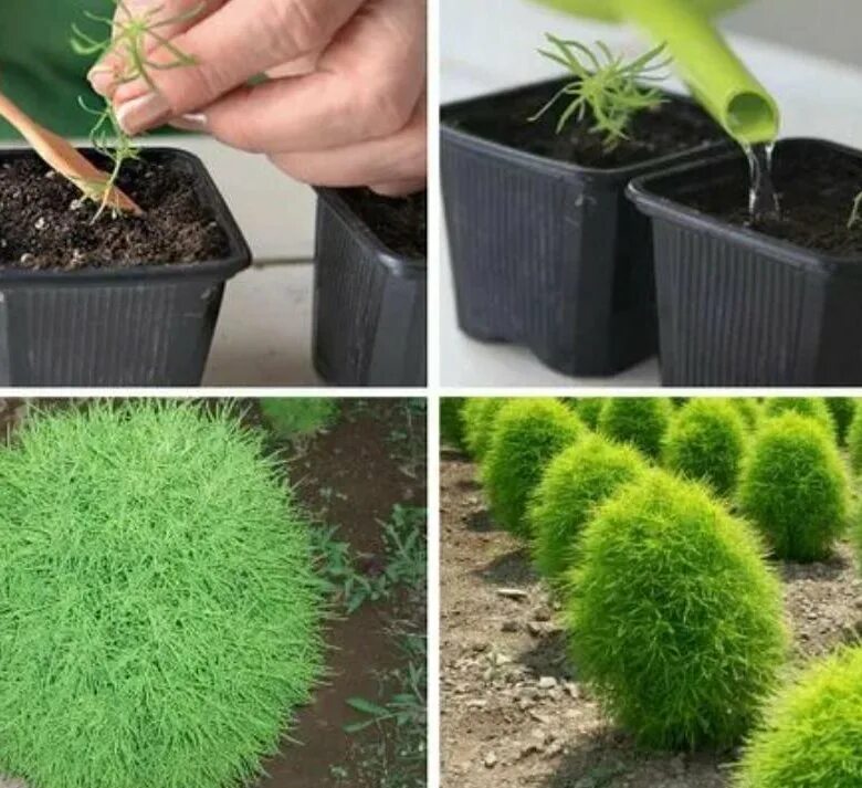 Кохия грин форест. Кохия посадка в грунт. Семена кохия летний кипарис. Кохия чайлдса. Кохия веничная и кипарис.