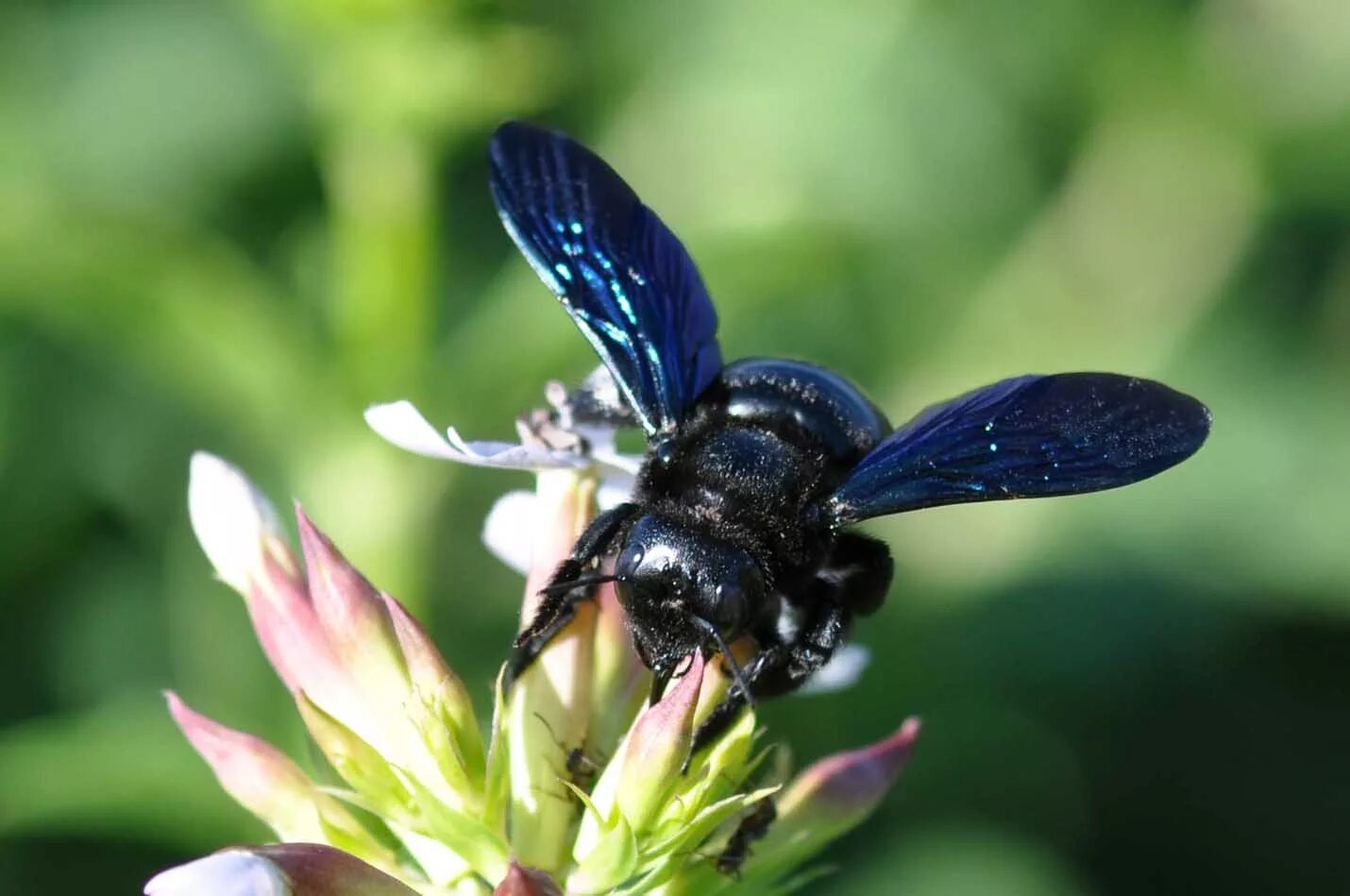 Синяя пчела плотник. Пчела-плотник xylocopa caerulea. шмель-плотник фиолетовый( xylocopa violacea ). пчела ксилокопа медонос. ксилокопа фиолетовая.