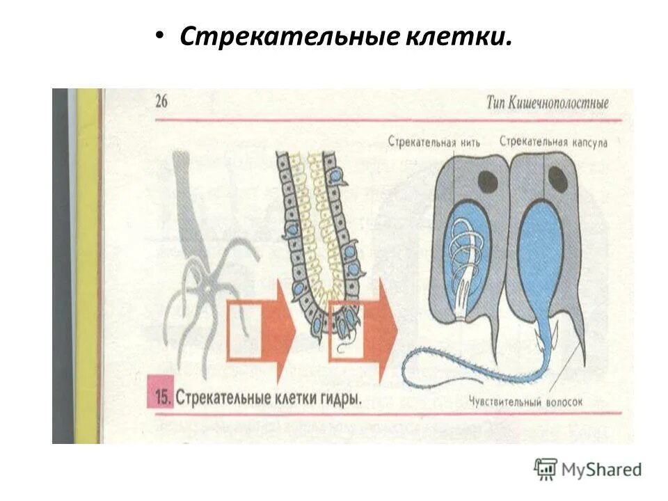 Стрекательные клетки функции. Строение стрекательной клетки кишечнополостных. Строение стрекательной клетки гидры. Какую функцию выполняют стрекательные клетки у кишечнополостных. Строение стрекательной клетки гидры.