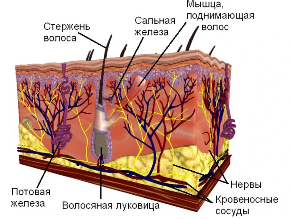 Где расположены потовые железы и корни волос. Строение потовых желез кожи. Апокринные потовые железы. Строение кожи потовая железа. Железа обеспечивающая эластичность кожи.