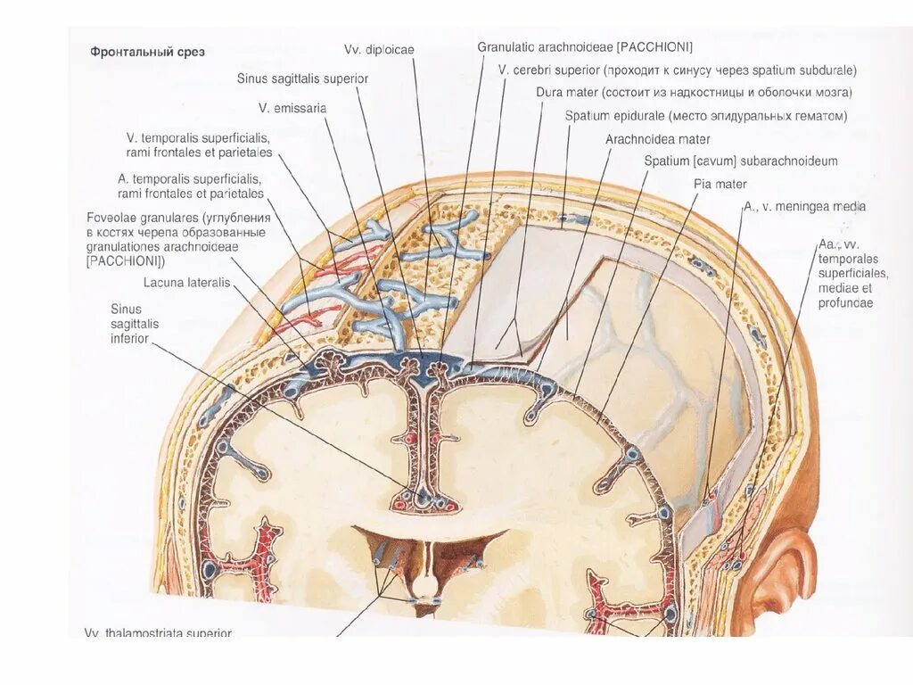 Внутренняя оболочка вен латынь. Поперечный срез оболочек головного мозга. Венозные выпускники эмиссарии и диплоические вены. Оболочки мозга топографическая анатомия.