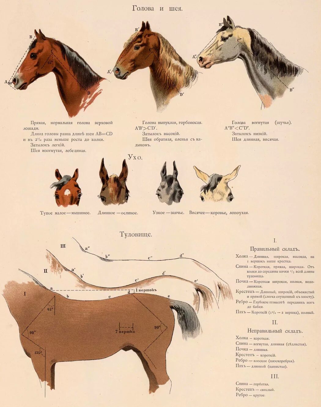 Длинная прямая шея у лошади. Иппологический атлас для наглядного изучения верховой лошади. Правильный экстерьер лошади. Иппологический атлас 1889. Атлас анатомии лошади.