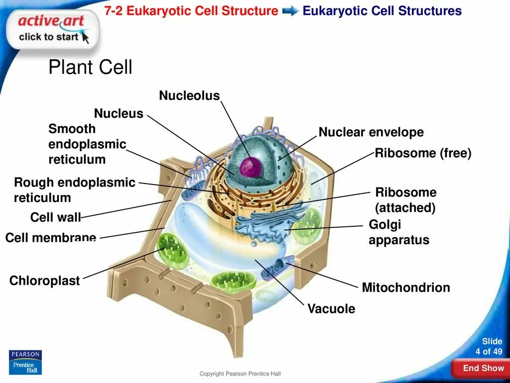 Cell structure. Eukaryotic Cell. Structure of the Plant Cell Nucleus. Plant Cell Factory.