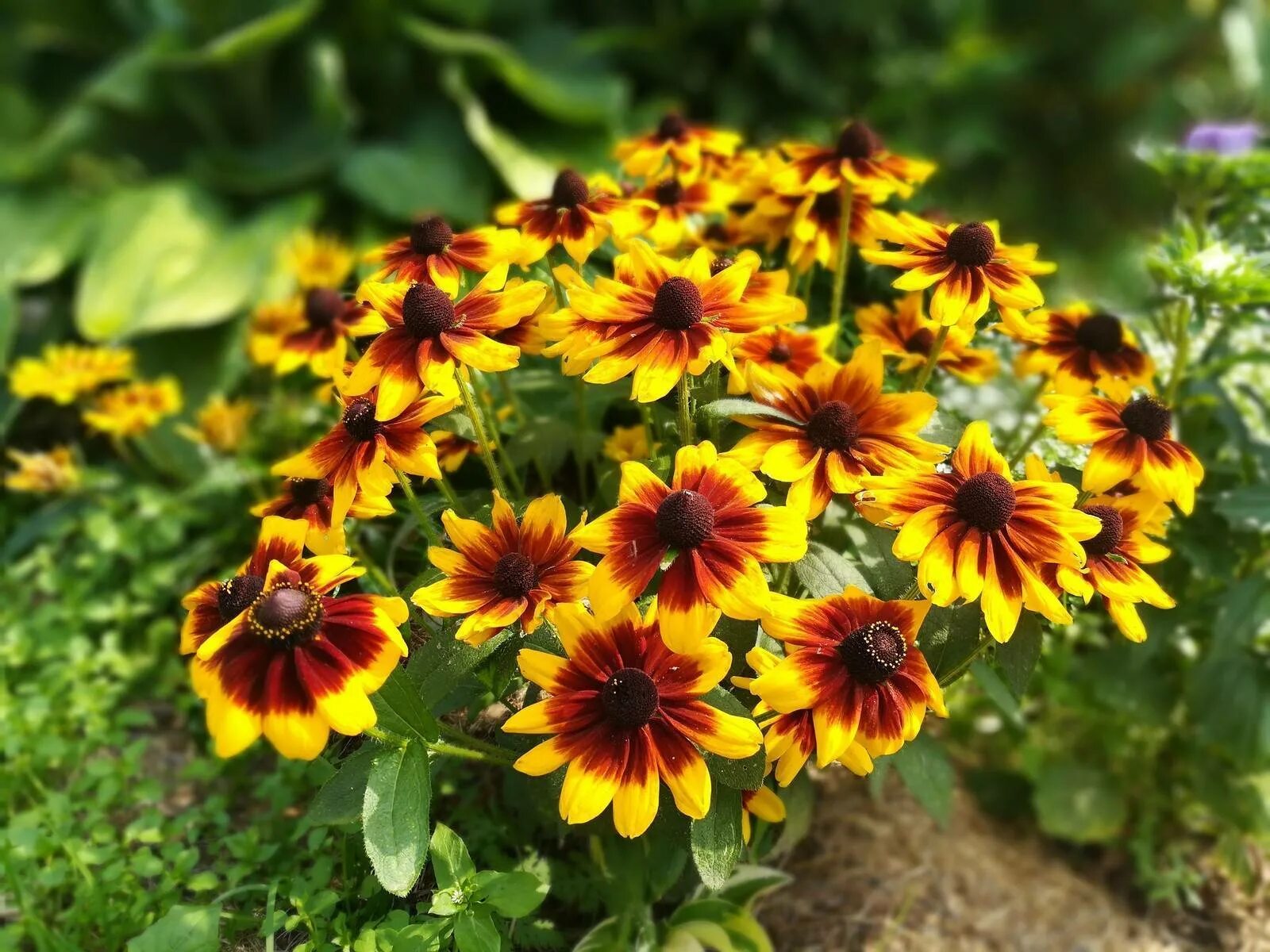 Рудбекия многолетняя фото цветов – Telegraph