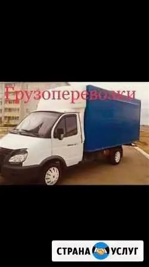 Газели елец. Газели елец