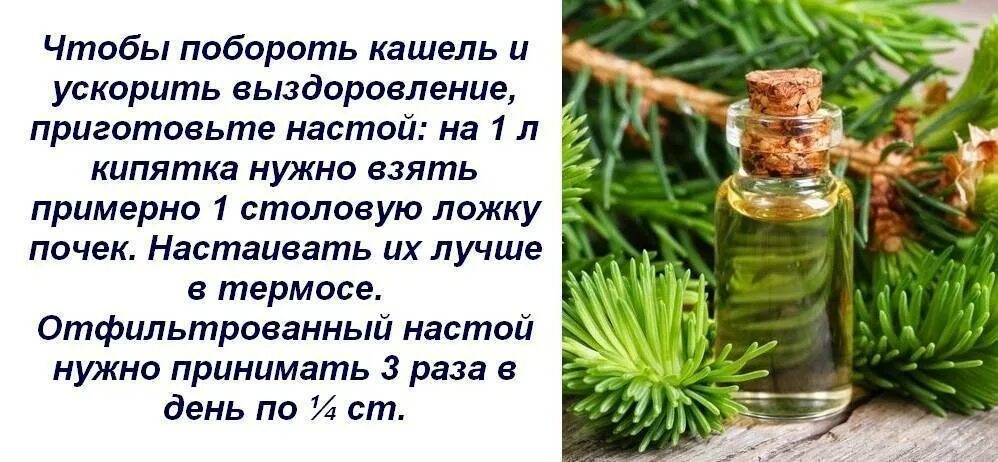 Польза хвойных. Отвар из сосновых хвои. Отвар из сосновой хвои. Настой сосновой хвои. Отвар из пихты.