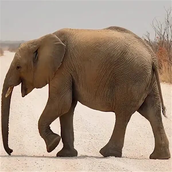 Поставь elephant. Слон. Слон сбоку. Слон фото. Слоны фото.