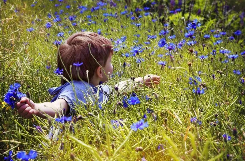 Собираем цветы в поле. Садовник-цветовод. Васильковое поле анимация. Собирающий цветы под. Красивые цитаты с цветами.