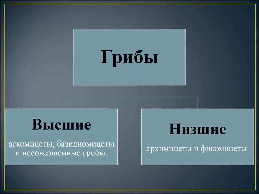 Перечислите низшие грибы. Высшие и низшие грибы. низшие грибы. строение высших и низших грибов. нищчшик и высшие грибы.