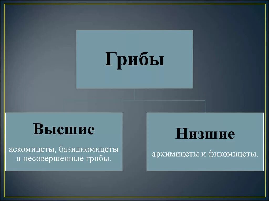 Название низших грибов. Высшие и низшие грибы. Низшие грибы. Строение высших и низших грибов. Нищчшик и высшие грибы.