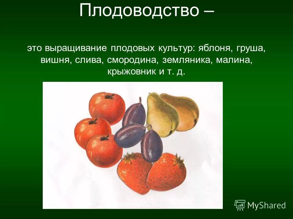 Груша группа культурных растений. Плодоводство. Плодоводство презентация. Плодовые культуры презентация. Плодовые культурные растения.