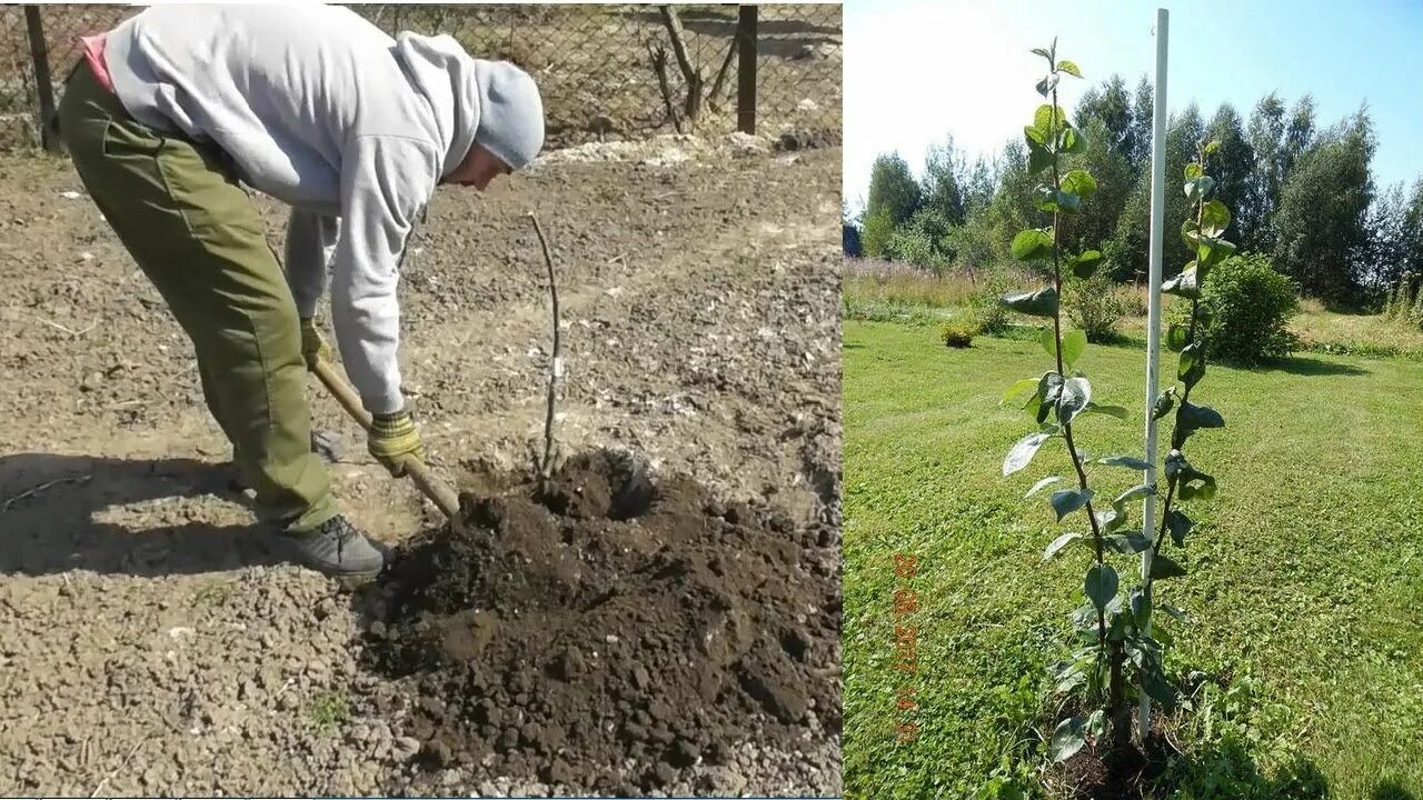 Можно ли посадить грушу. Посадка яблони однолетки. Саженцы груши-однолетки. Посадка груши. Посадка саженца груши.