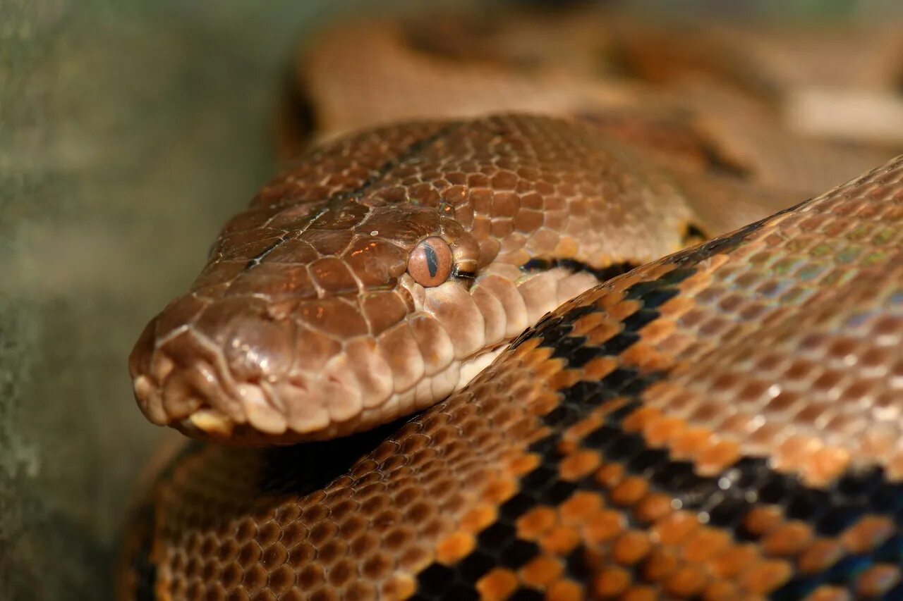 День змеи. Всемирный день змей. Змеи Владивосток зоопарк рептилий. Змеи в экзотариуме.