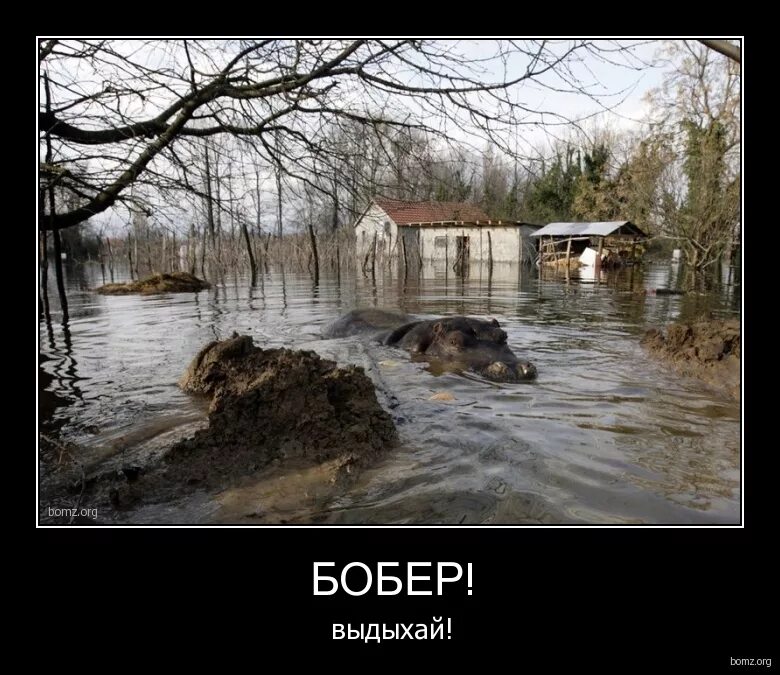 выдыхайте бобры. дыши бобер. бобер выдыхай прикол. жуткий суслик. выдыхай бобер анекдот.