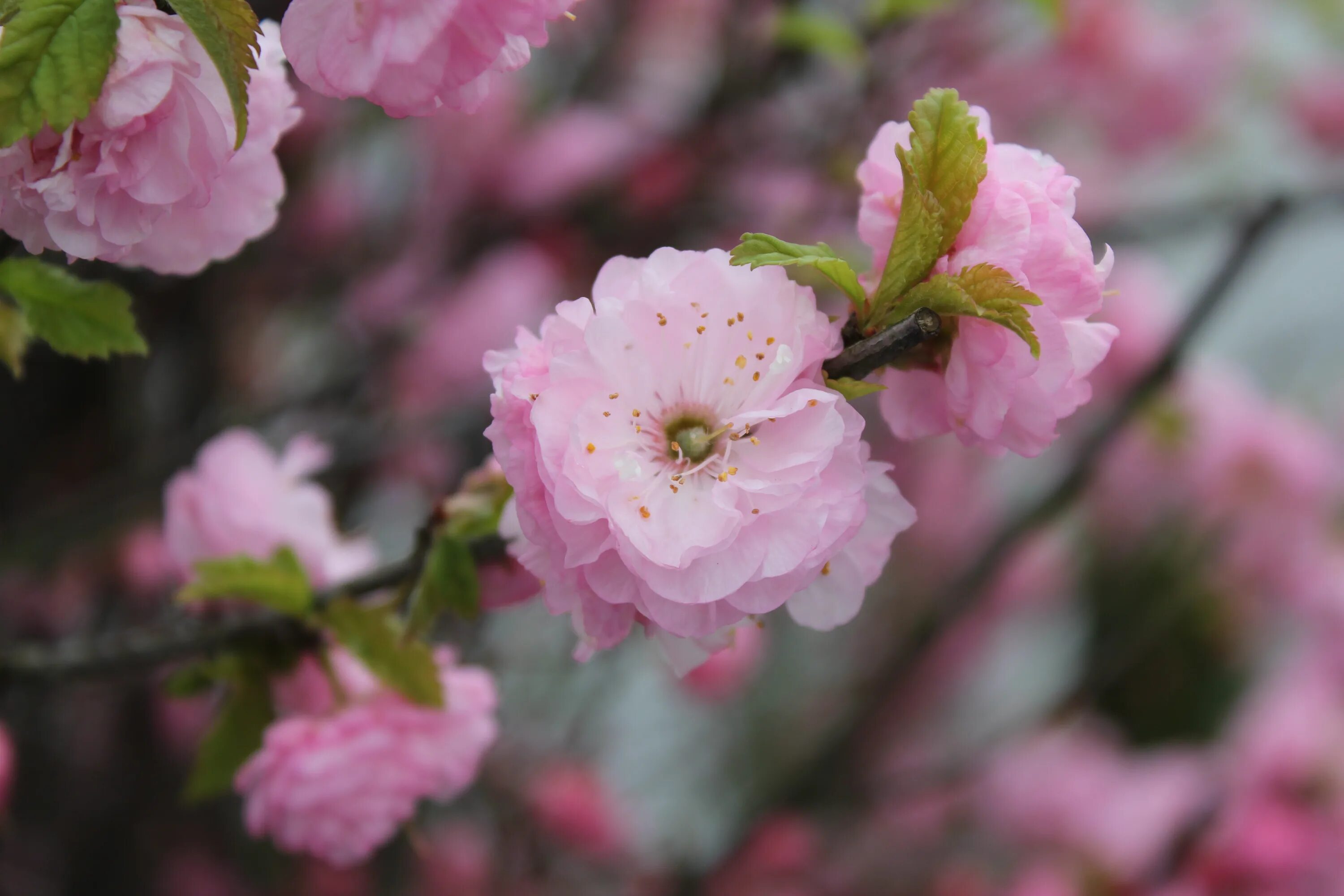 Кустарник цветущий розовыми цветами ранней весной. Кустарник с розовыми цветами. Весенние кусты цветущие. Кустарники цветущие весной.