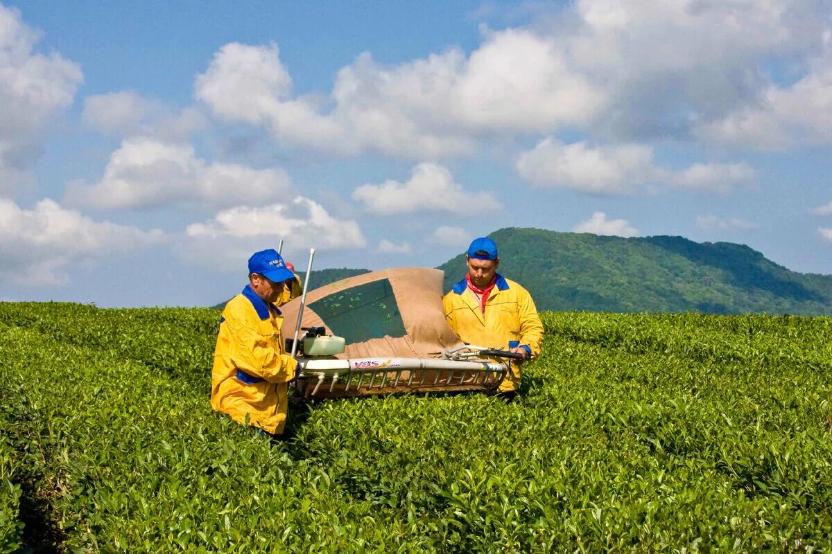 В россии растет чай. Мацеста чай плантации. Чайные плантации Сочи Мацеста. Чайные плантации в Сочи Мацеста чай. Чайная фабрика на плантации Сочи.