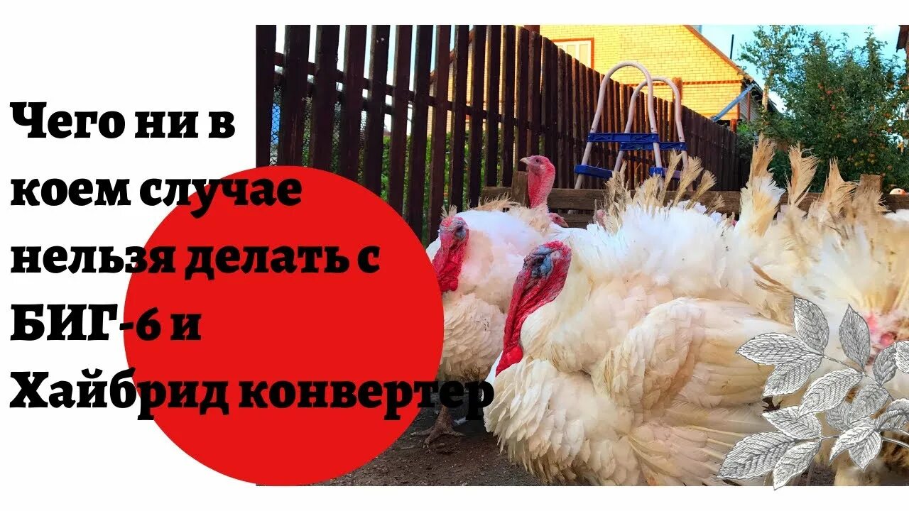 Содержание биг. Индюки биг 6. индюшата тяжелый кросс биг 6. кросс биг 6 индюки. индюшата конвертер и биг 6.