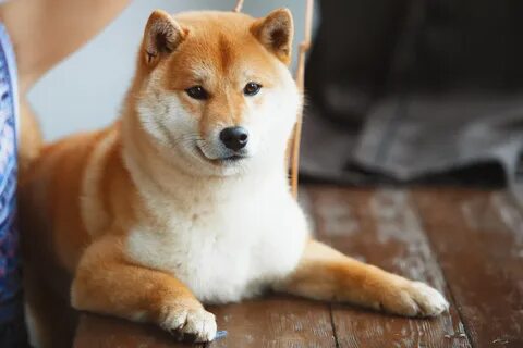Китайская собака сиба
