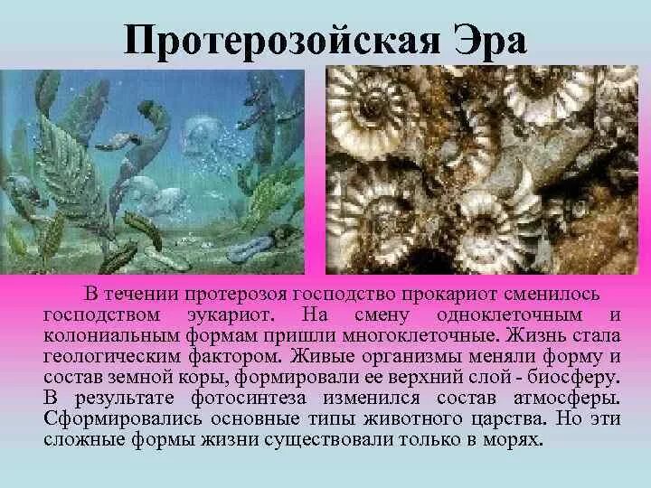 Организмы протерозойской эры. Протерозойская Эра эукариоты. Деятельность живых организмов в протерозое. Протерозойская Эра одноклеточные. Появление прокариот эра