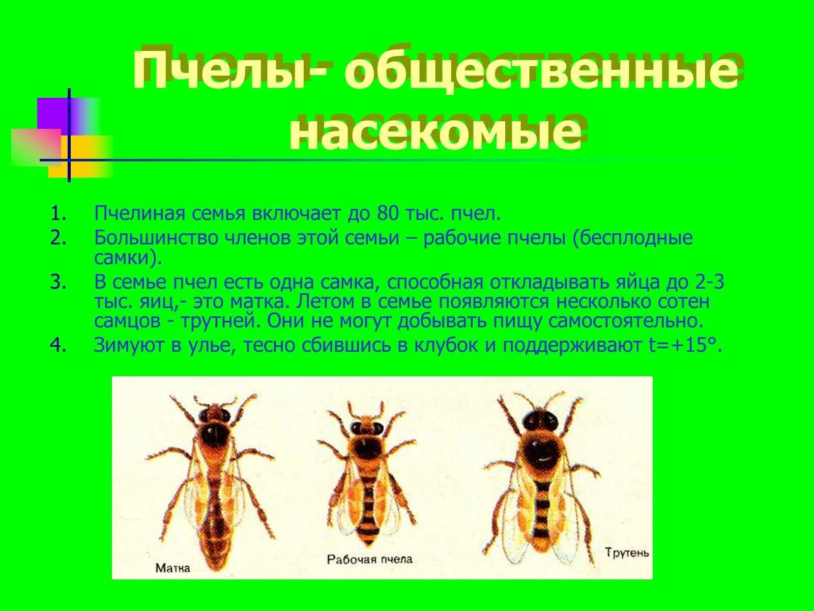 Почему пчелы относятся к насекомым. Общественные насекомые пчелы таблица. Отряд Перепончатокрылые общественные насекомые. Общественные насекомые пчелы и муравьи. Пчелы общественные насекомые презентация.