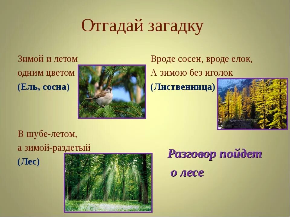 Край лесной слова. Загадки про лес. Загадки на тему леса. Загадки про лес с ответами. Загадки про лес 3 класс.