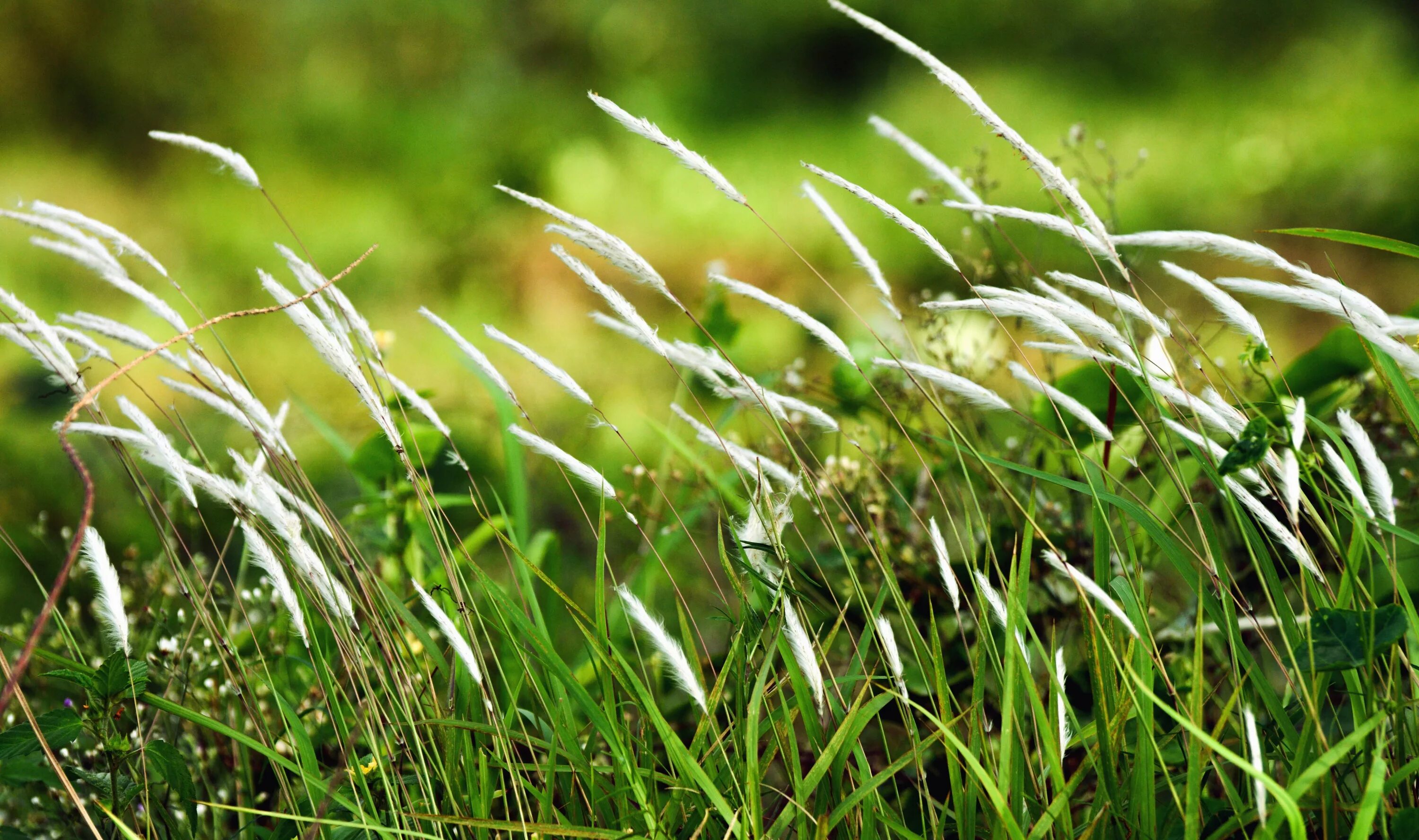 Высокой траве в хорошем. Sweet grass трава. Высокая трава. Высокая травинка. Наземные травы.