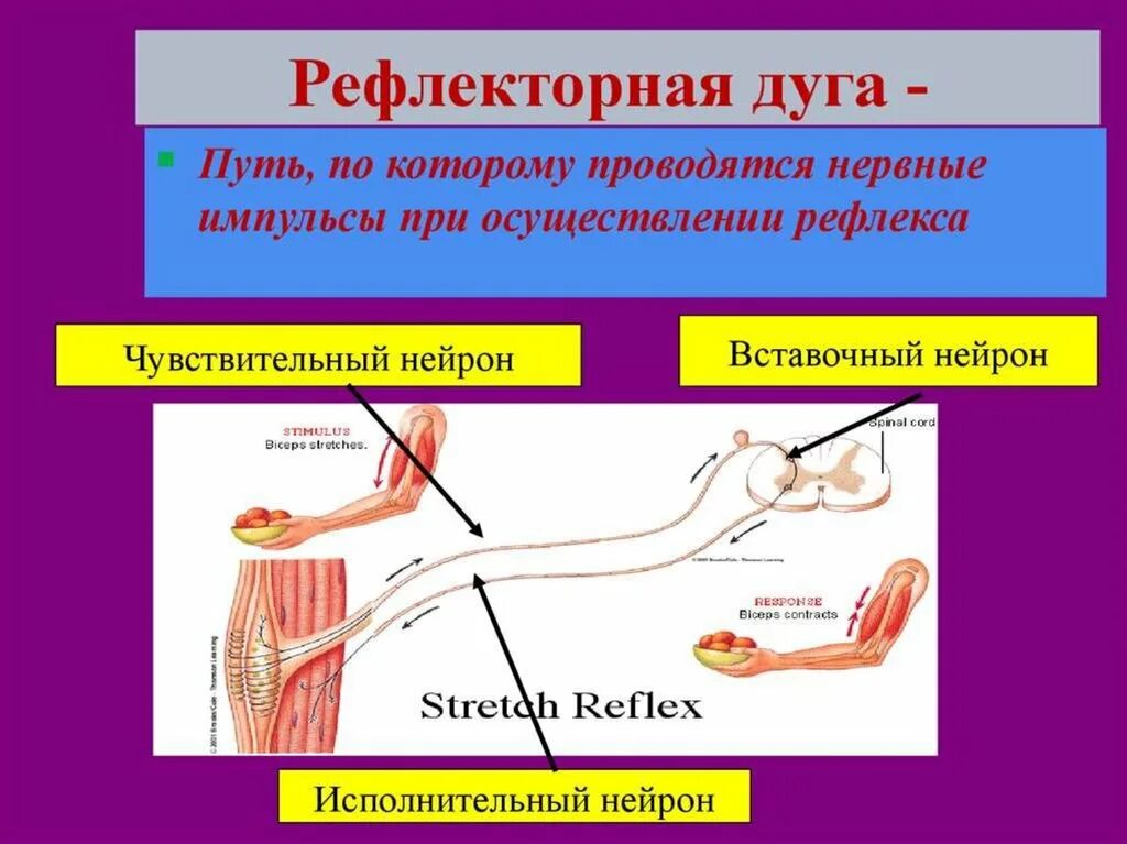 Путь рефлекторного импульса