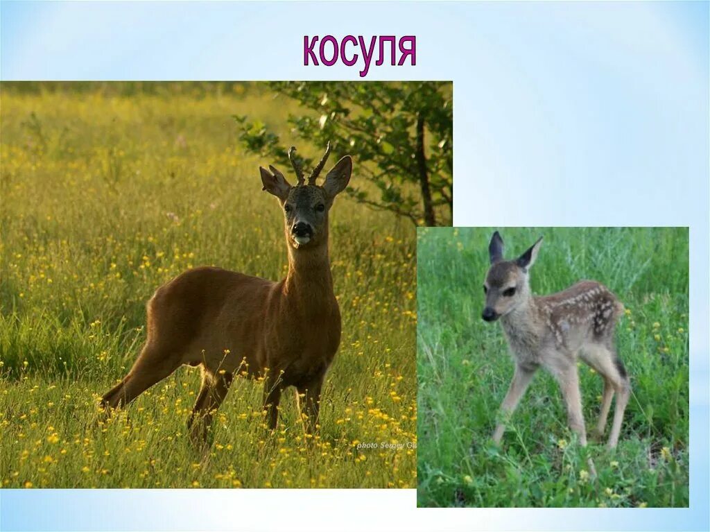 Степная лиса крыма. Животные оренбургской обл. Животные оренбургской обл. Заповедник буртинская степь оренбургская область животный мир. Буртинская степь заповедник.