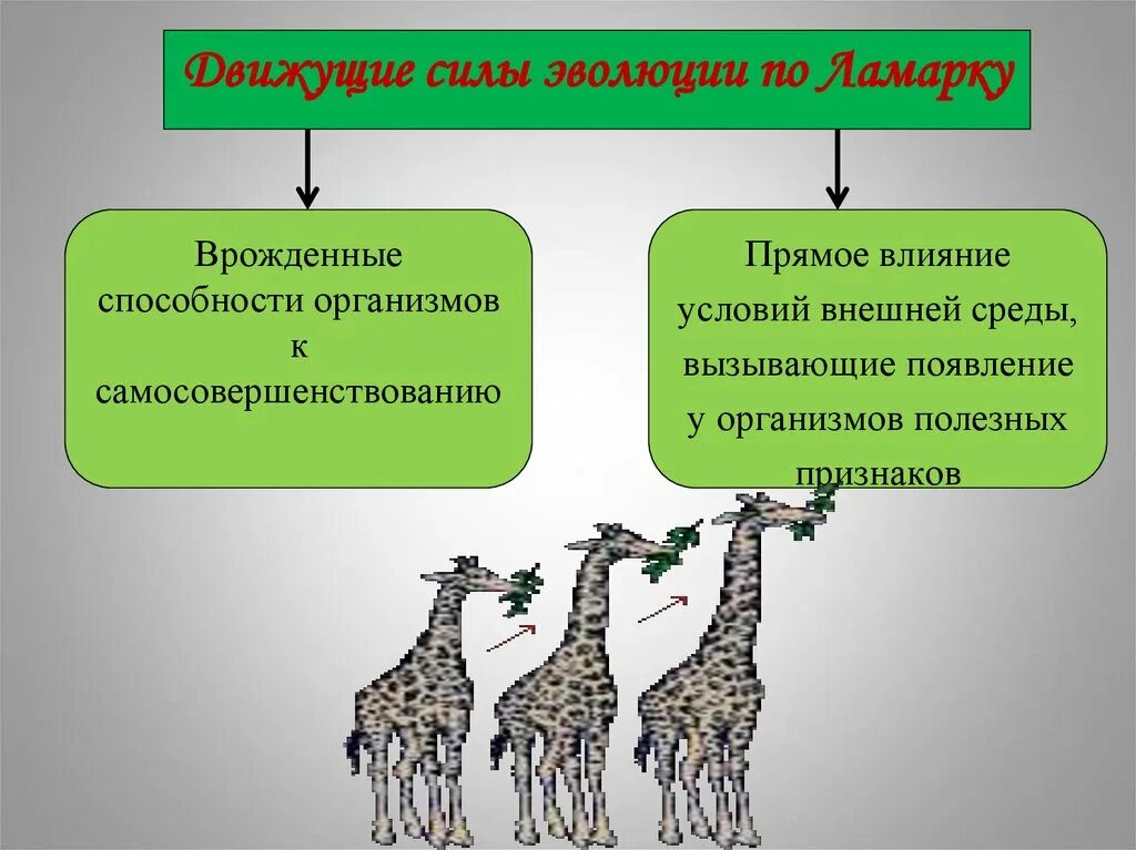 Движущие факторы эволюции по Ламарку. Ламарк движущие силы эволюции. Движущая сила по эволюции по Ламарку. Основные движущие силы эволюции по Дарвину. Способность организмов целесообразно реагировать на изменение условий