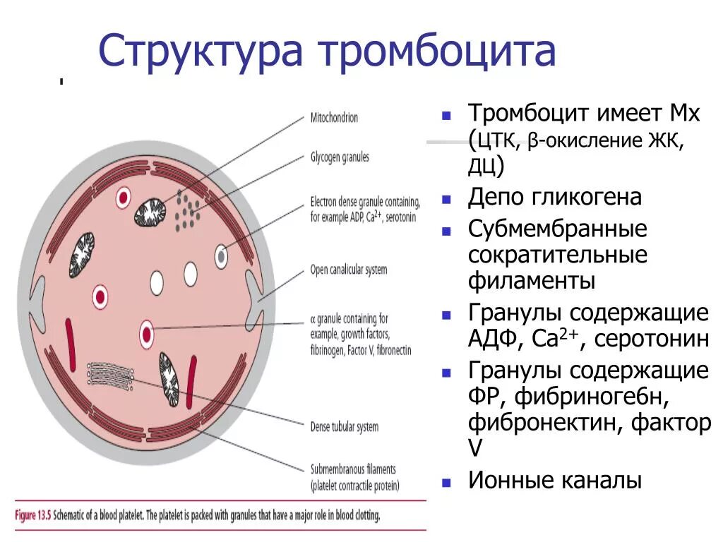 Строение тромбоцитов человека. Тромбоциты структуры клетки. структурные элементы тромбоцита. признаки строения и функции тромбоцитов. тромбоциты строение и функции.
