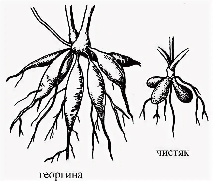 Видоизмененные корни клубеньки. Чистяк корнеклубни. Чистяк корнеклубень. Корневые клубни (корневые шишки). Корневые клубни чистяка.