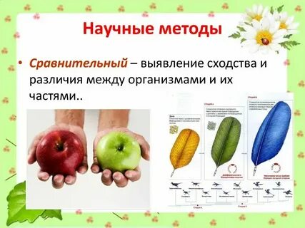 Примеры метода сравнения в биологии
