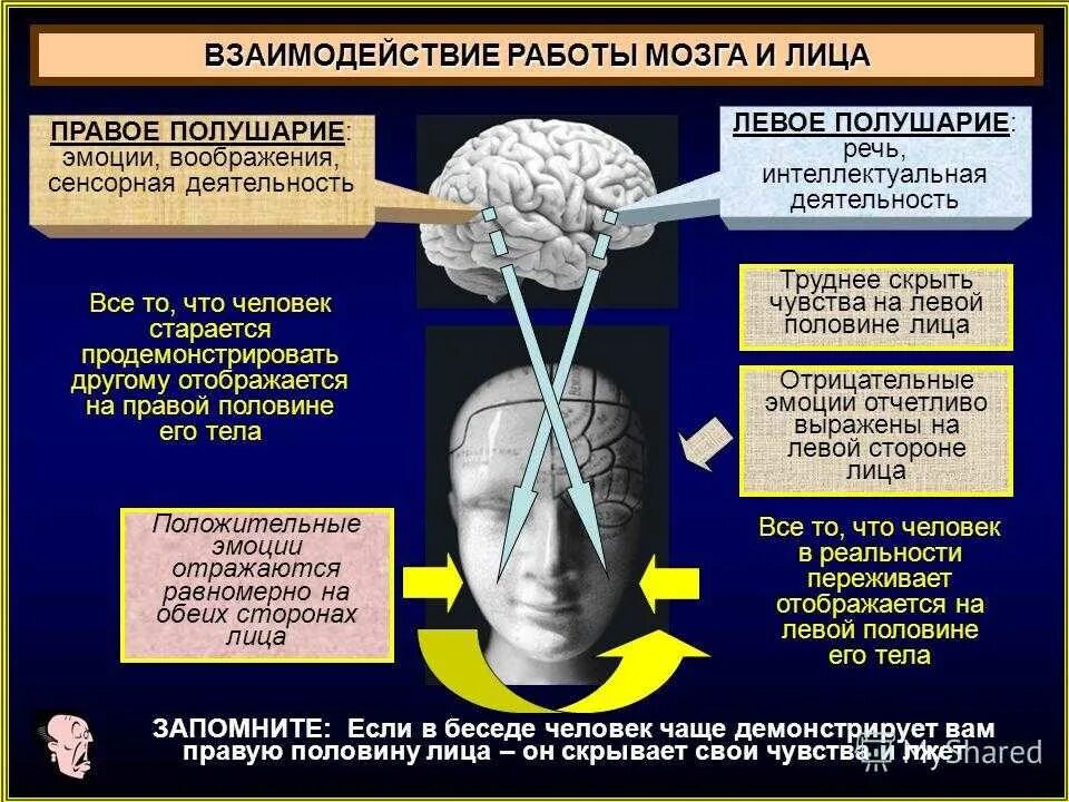 Эмоции правое и левое полушарие. Мозг человека информация. Левое полушарие мозга отвечает за эмоции.