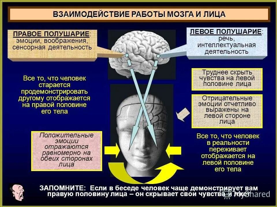 Среда мозгов