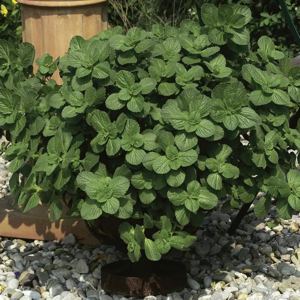 Колеус канина. Колеус собачий. Растение Coleus Canina. Cracklin колеус. Plants plus