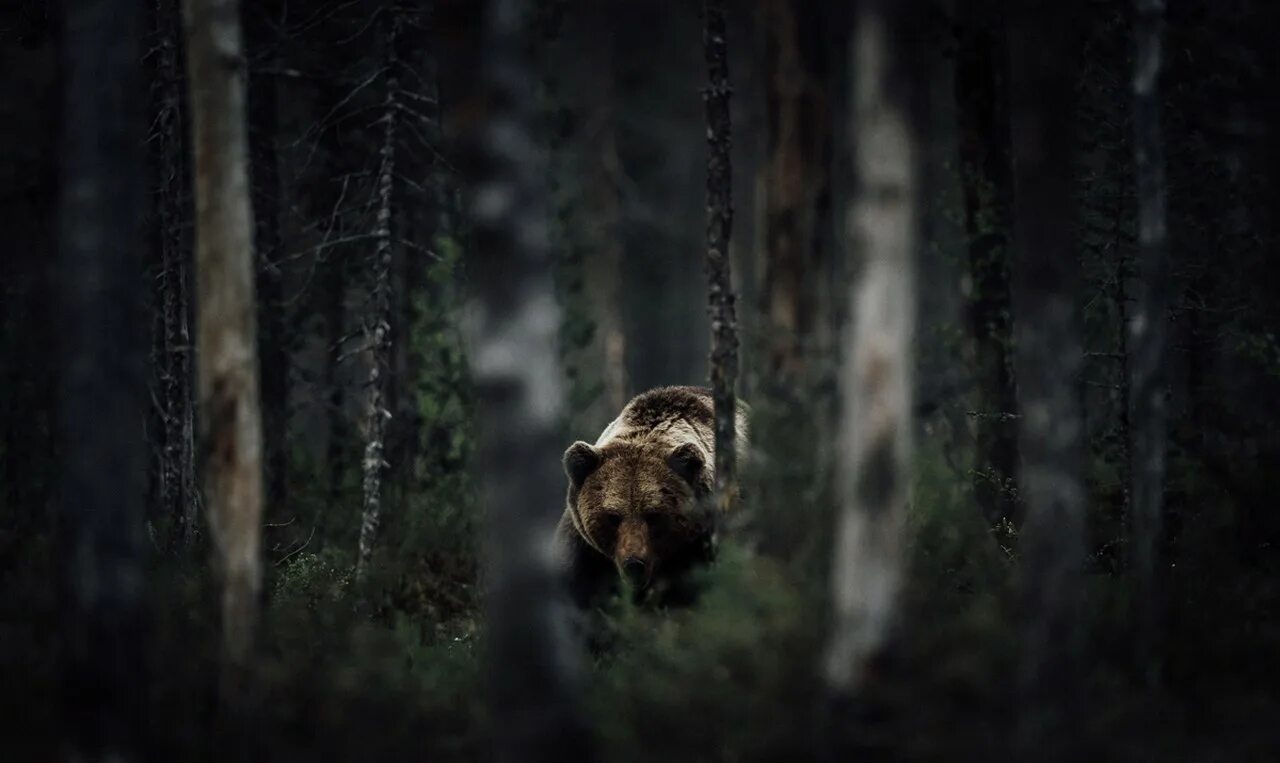 Медведь в лесу. Медведь ночью в лесу. Дремучий лес медведь. Медведь в тайге. Забираться в чащу